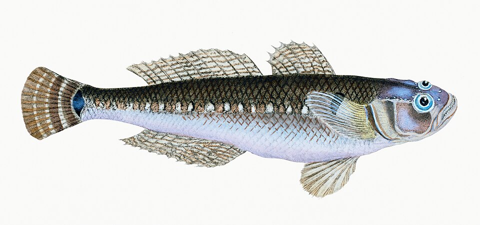 Illustration from The Natural History of British Fishes (1802) by Edward Donovan, digitally enhanced by rawpixel-com 94.jpg