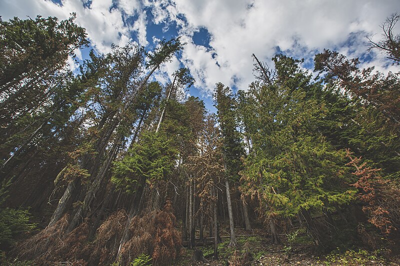 800px-Kootenai_National_Forest_-_Looking_Up_-_Montana_NF5996_%2829745719945%29.jpg