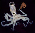 Vulcanoctopus connie.jpg