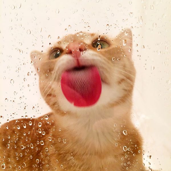 File:Cat lick window.jpg
