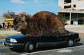 A cat sitting on your car