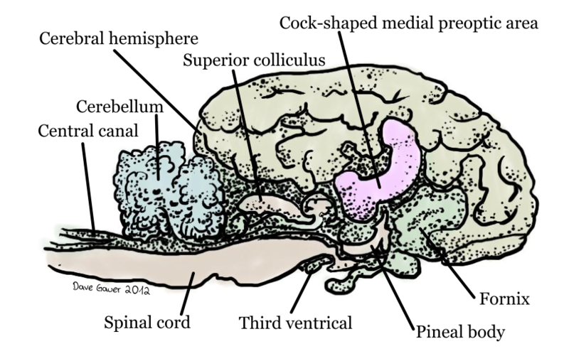 File:OSP sheep brain illo by Ratfactor.png
