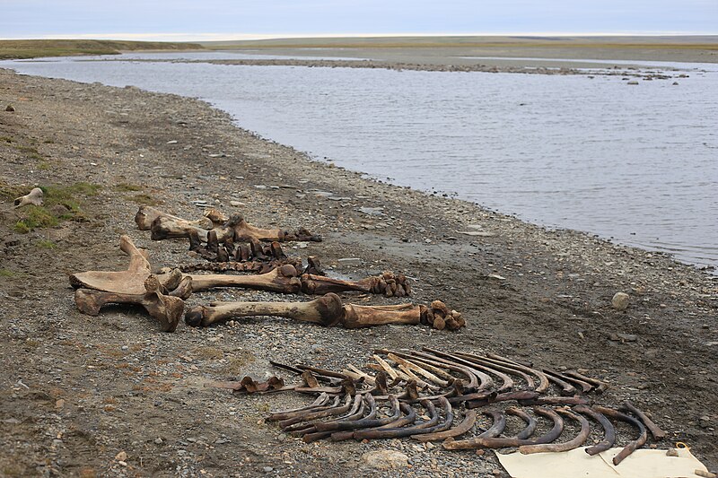 800px-Mammoth_Petr_sorted_bones.jpg