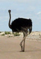 Ostrich go.jpg