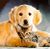 Cat-and-dog.jpg