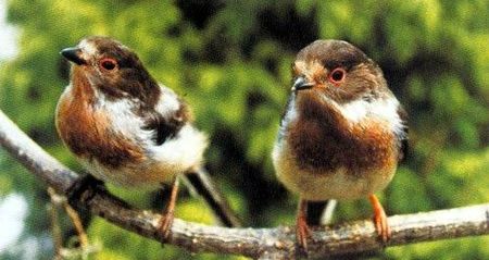 Tit - Uncyclopedia, the content-free encyclopedia