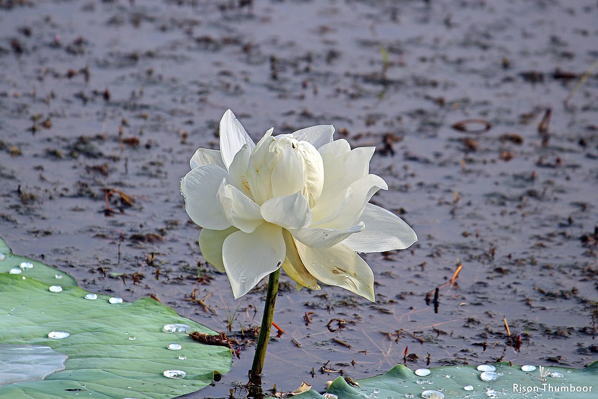 The White Lotus - Uncyclopedia, the content-free encyclopedia