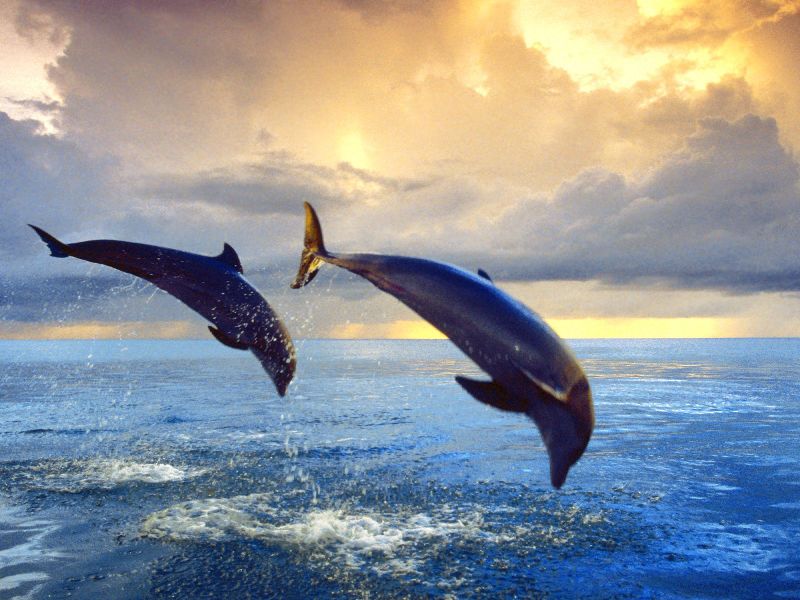 File:Bottlenose Dolphins.jpg