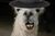 HatLlama.jpg