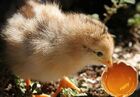 Cannibal Chick.JPG