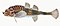 Illustration from The Natural History of British Fishes (1802) by Edward Donovan, digitally enhanced by rawpixel-com 15.jpg