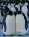 Penguins8.gif