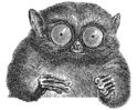 Some kind of lemur.jpg