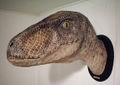 Velociraptor 1.JPG
