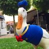 DonaldDuckReal.jpg