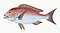 Illustration from The Natural History of British Fishes (1802) by Edward Donovan, digitally enhanced by rawpixel-com 66.jpg