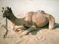 Photo-camel.jpg
