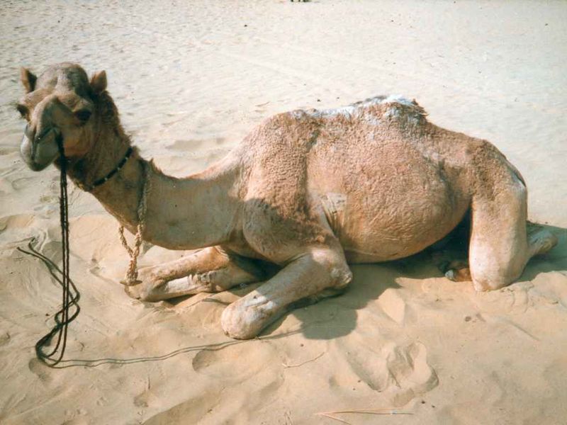 File:Photo-camel.jpg