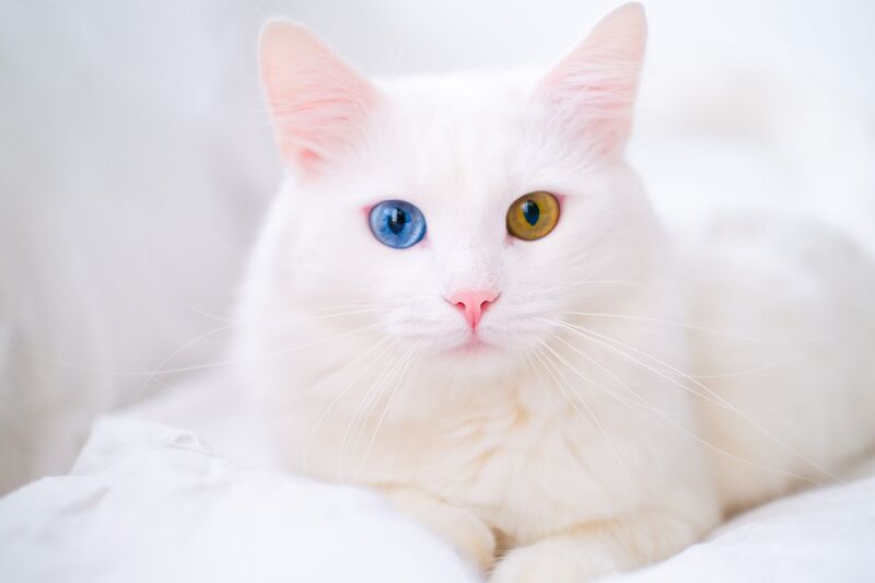 File:White-cat-with-heterochromia.jpeg