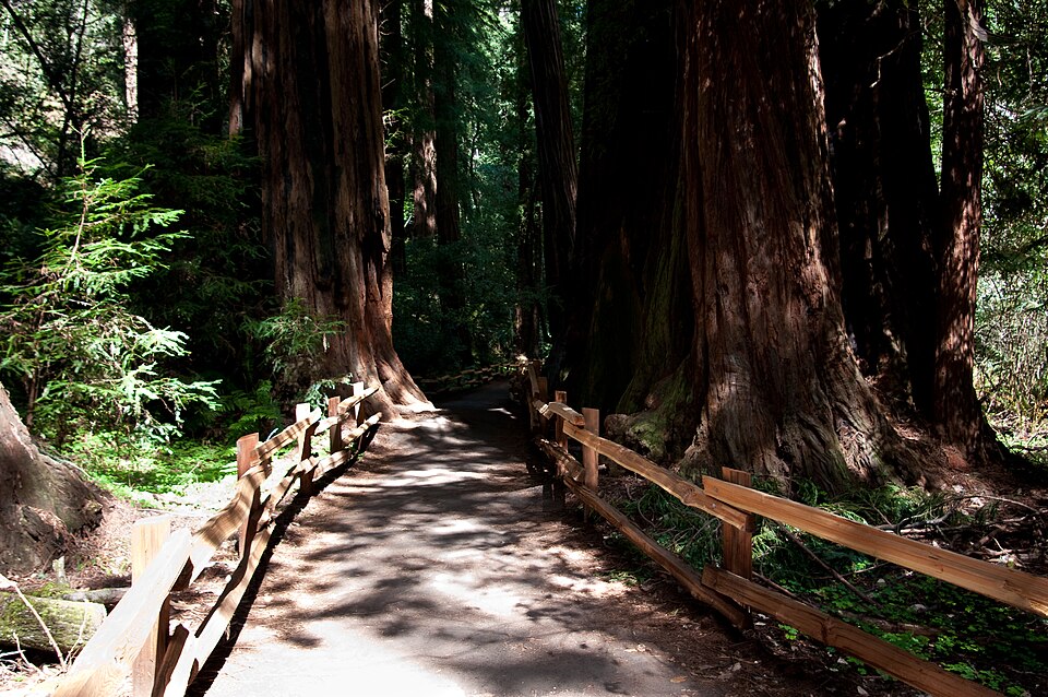 960px-Muir_Woods%2C_California_-_panoramio.jpg