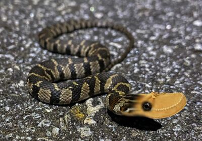 Water moccasin 2.jpeg