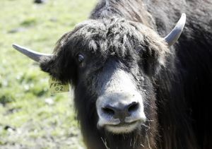 penis yak tibet)
