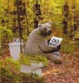 Bear-on-toilet.jpg
