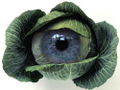 Cabbage eye.jpg