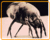 Img 449b1919efda2.gif