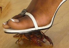 Rock lobster.jpg