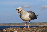 File:Larus argentatus, Herring Gull, Cornwall.jpg