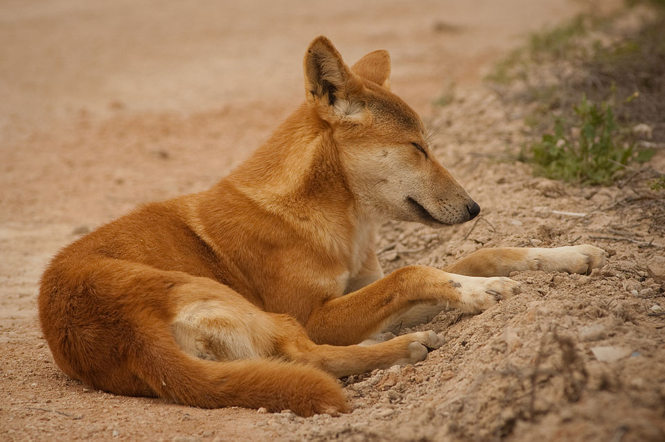 File:Nullarbor Dingo.jpg
