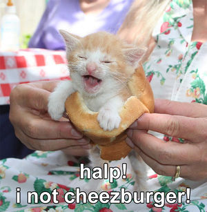 Halp-i-not-cheezburger.jpg