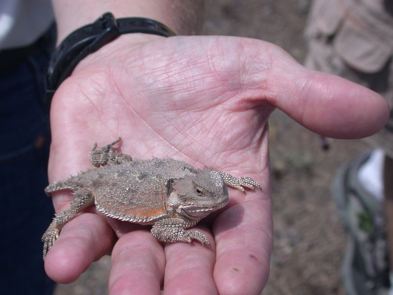 File:Horny toad.JPG