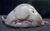 Blobfish.jpg