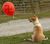 Dog and balloon.jpg