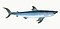 Illustration from The Natural History of British Fishes (1802) by Edward Donovan, digitally enhanced by rawpixel-com 98.jpg