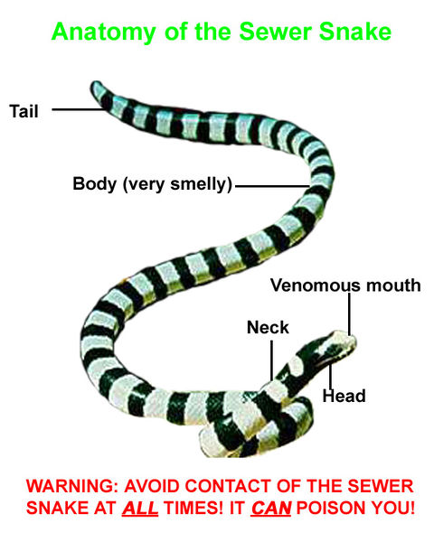 File:Anatomy sewer snake.jpg