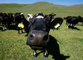 Cow-biogas z 1 1.jpg