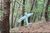 Forest torpedo.jpg