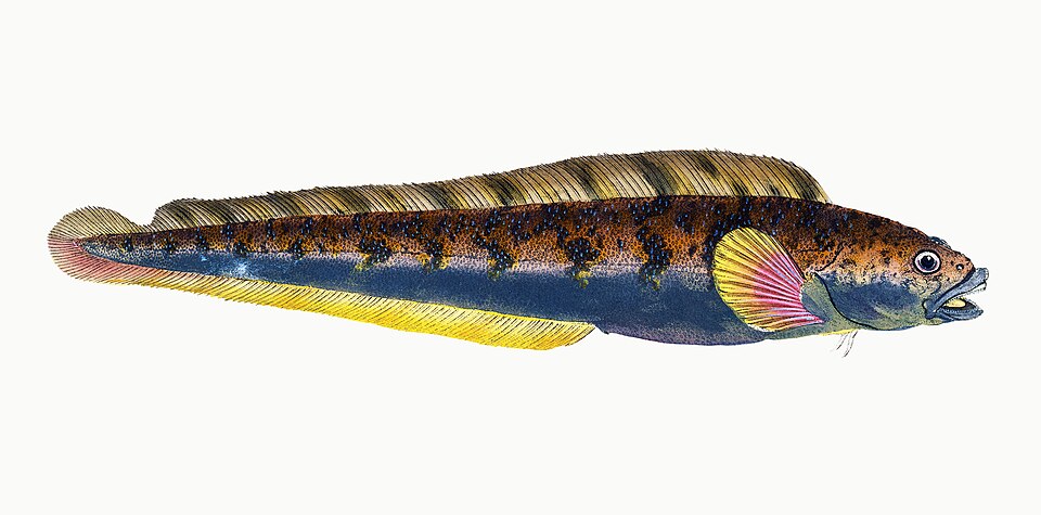 Illustration from The Natural History of British Fishes (1802) by Edward Donovan, digitally enhanced by rawpixel-com 30.jpg