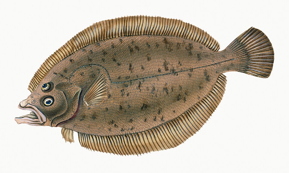 Illustration from The Natural History of British Fishes (1802) by Edward Donovan, digitally enhanced by rawpixel-com 46.jpg