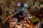 File:Mantis-Shrimp-Eyes.jpg