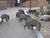 Tucsonwildlife.jpg