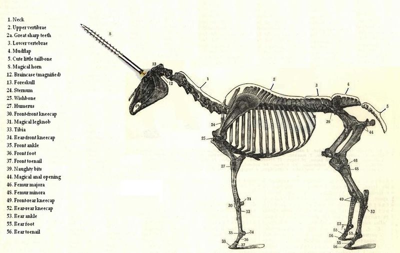 File:Unicorn-skeleton.jpg