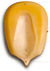 Corn001.jpg