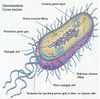 Geniobacteria.jpg