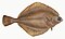 Illustration from The Natural History of British Fishes (1802) by Edward Donovan, digitally enhanced by rawpixel-com 39.jpg