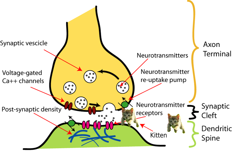 File:SynapticKittens.png