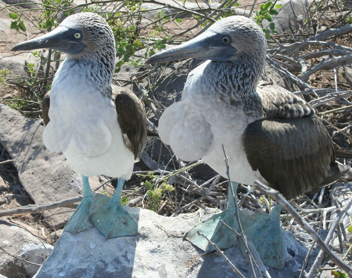 Booby (bird) - Uncyclopedia, the content-free encyclopedia